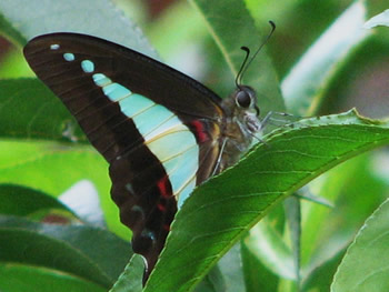 Blue Triangle Butterfly 