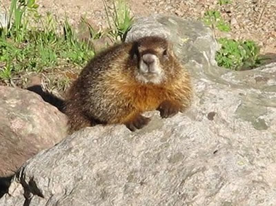 Yellow-bellied Marmot 