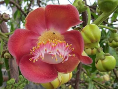 Cannonball Tree Flower, Couroupita guianensis