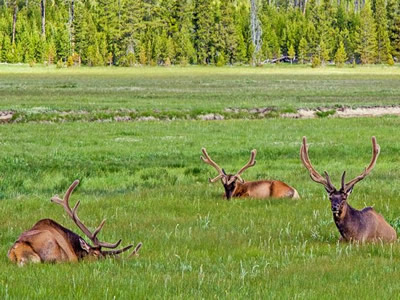 Three Elk along the Madison River in Montana