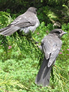 Young Gray Jays