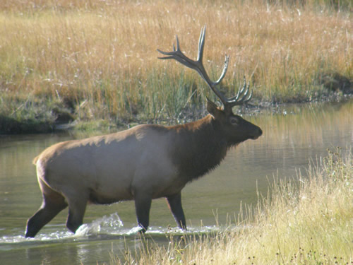 Elk in the wilderness