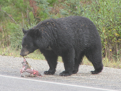 Black Bear with its snack
