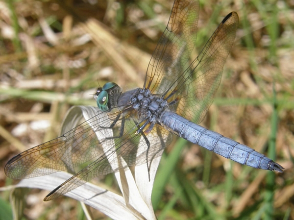 Blue Dasher Dragonfly, Pachydiplax longipennis