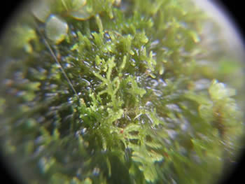 Uncropped image of a liverwort