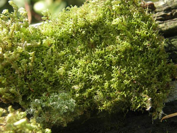 Liverwort with shade on it