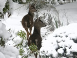 Deer in the Snow
