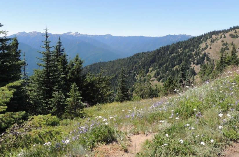 Hurricane Ridge