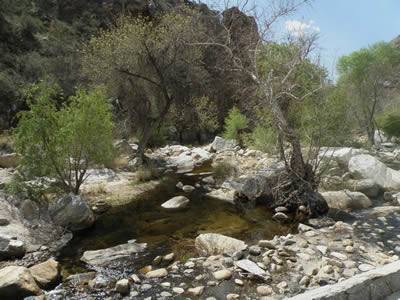 Fertile area in Sabino Canyon