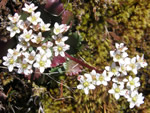 Rusty-Haired Saxifrage