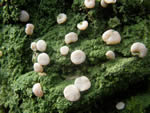 Peppermint Drop Lichen