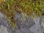 Pinnatifid Homalothecium Moss