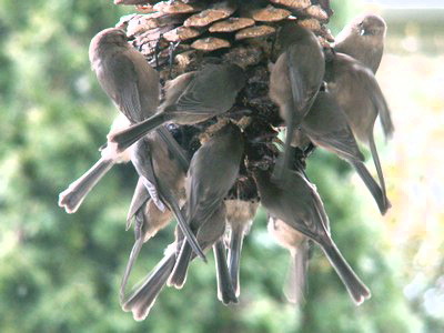 Bushtits enjoy their favourite surt on a pine cone