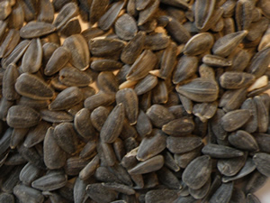 Black-oil Sunflower seeds