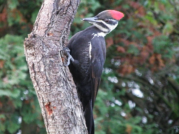 Pileated Woodpecker on the log feeder