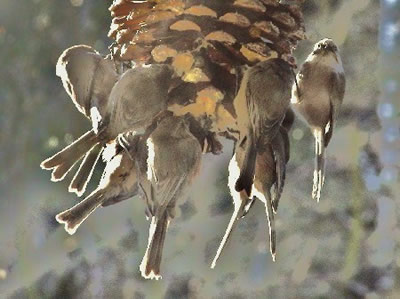 Bushtits on pine cone feeder