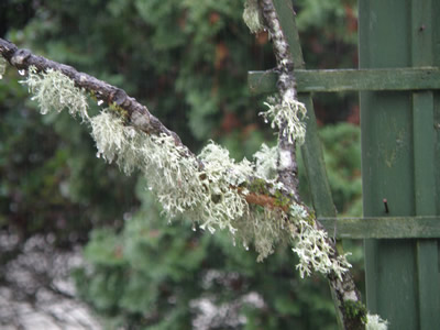 Lichen covered twig