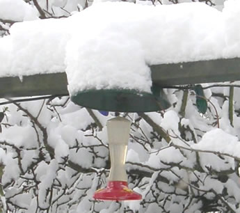 Feeder in the snow