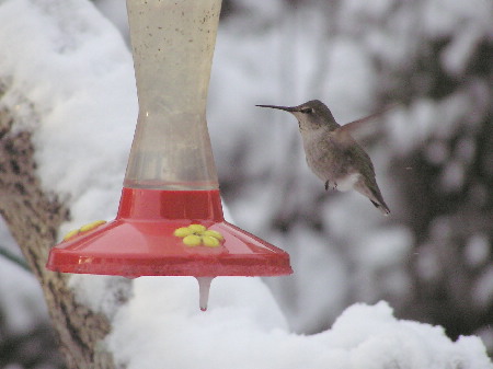 Anna's Hummingbird at a feeder in the winter