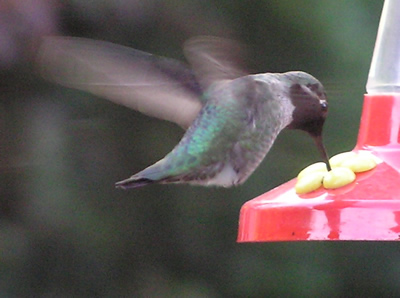 Male Anna's Hummingbird 