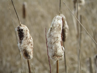 Gone-to-seed Cattails.
