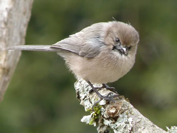 Bushtit