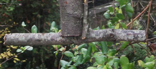 Perching branch is attached to upright log