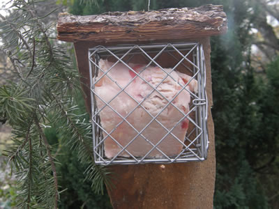 Suet feeder