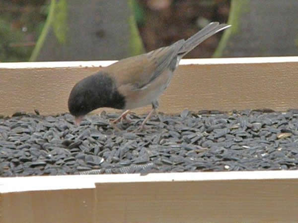 A junco helps itself