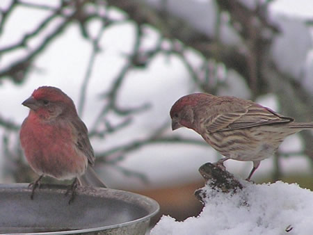 House Finches check out the water.