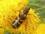Longhorned Beetle, Cerambycidae sp