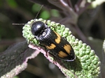 Click Beetle, Ctenicera suckleyi