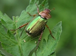Scarab Beetle, Dichelonyx fulgida