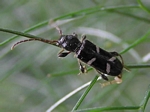 Longhorned Beetle, Phymatodes nitidus