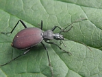 Ground Beetle, Scaphinotus angusticollis