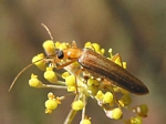 False Blister Beetle, Xanthochroa testacea