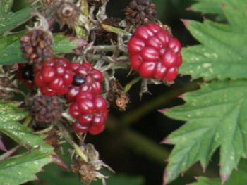 Evergreen Blackberry, Rubus laciniatus