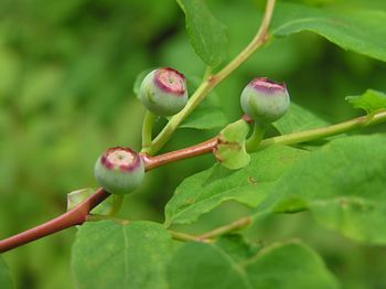 Oval-leaved Blueberry, Vaccinium ovalifolium