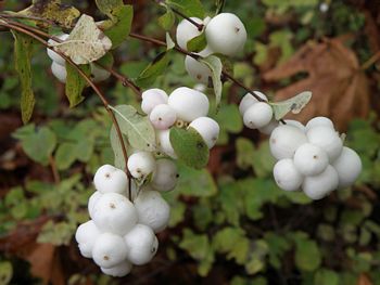Snowberry, Symphoricarpos albus