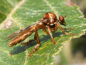The Red Robber Fly