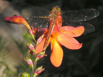The Dragonfly and the Flower