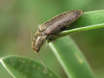 The Click Beetle