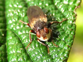 The Thick-headed Fly