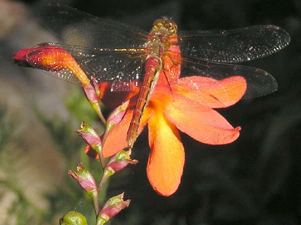 The Dragonfly and the Flower 