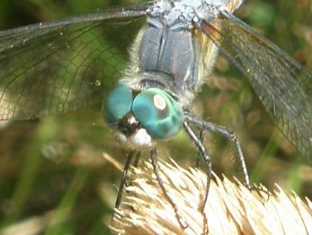 Blue Dasher, Pachydiplax longipennis