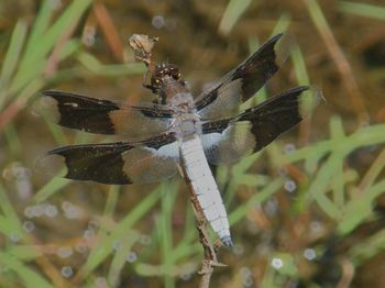 Common Whitetail, Plathemis llydia