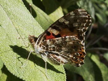 Painted Lady Butterfly, Vanessa cardui 