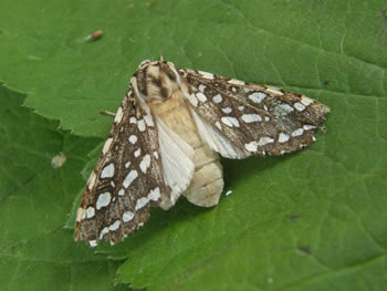 Silverspotted Tiger Moth, Lophocampa argentata