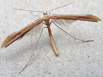 Plume Moth, Emmelina monodactyla