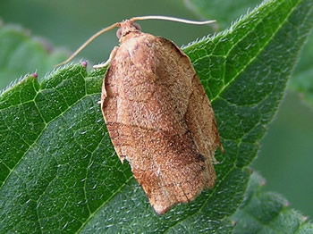 Obliquebanded Leafroller Moth, Choristoneura rosaceana